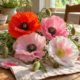 Shirley Corn Poppy Blend Seeds harvest up close