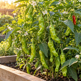 Shishito Chile Pepper Seeds growing in a home garden