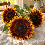 Shock-O-Lat Sunflower Seeds harvest up close