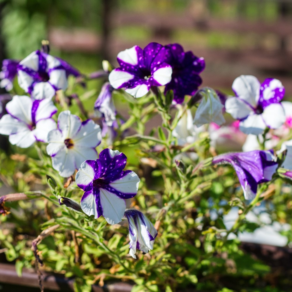 Purple Tie Dye Petunia seeds