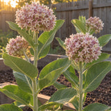 Showy Milkweed Seeds growing in a home garden