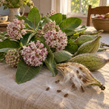 Showy Milkweed Seeds harvest up close