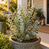 Silver Drop Eucalyptus Seeds growing in a home garden