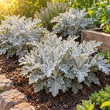 Silverdust Dusty Miller Seeds growing in a home garden