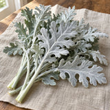 Silverdust Dusty Miller Seeds harvest up close