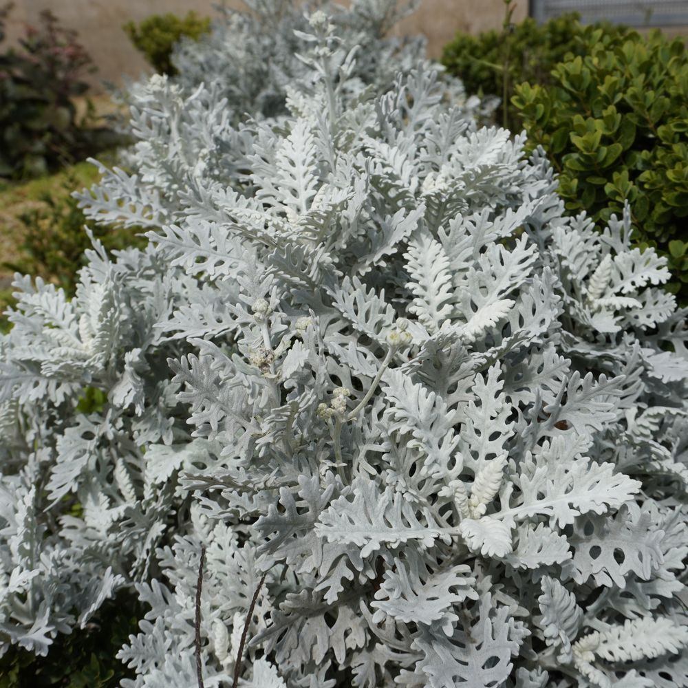 Silverdust Dusty Miller seeds