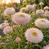 Silvery Rose Strawflower Seeds growing in a home garden