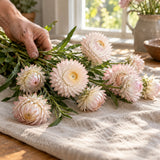 Silvery Rose Strawflower Seeds harvest up close