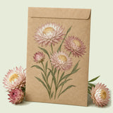 Kraft seed packet illustrated with Silvery Rose Strawflower, with fresh Silvery Rose Strawflower beside it