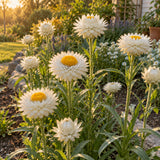 Silvery White Strawflower Seeds growing in a home garden