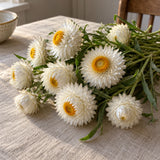Silvery White Strawflower Seeds harvest up close