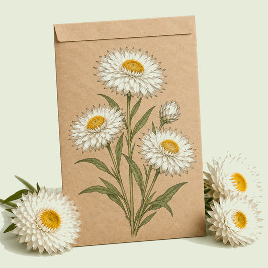 Kraft seed packet illustrated with Silvery White Strawflower, with fresh Silvery White Strawflower beside it