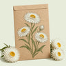Kraft seed packet illustrated with Silvery White Strawflower, with fresh Silvery White Strawflower beside it