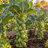 Silvia Brussels Sprouts Seeds growing in a home garden