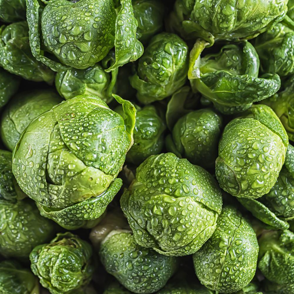 Silvia Brussels Sprouts seed packet