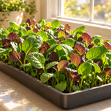 Smoothie Baby Greens Mix Seeds growing in a home garden