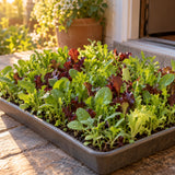 Snappy Mesclun Baby Greens Seeds growing in a home garden