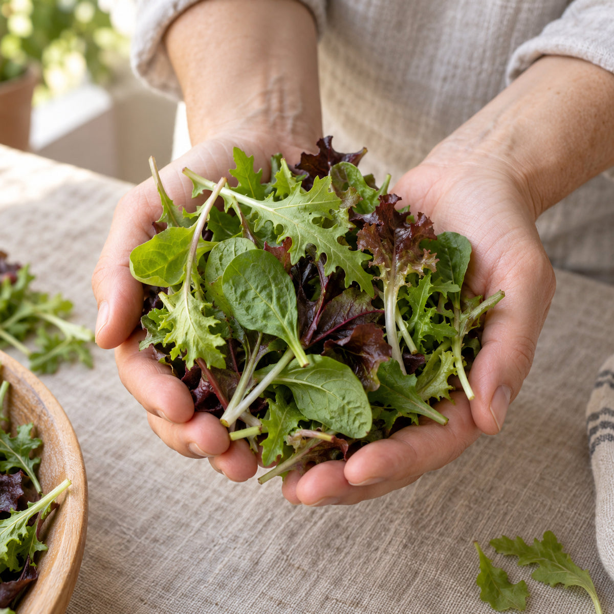 Snappy Mesclun Baby Greens Seeds harvest up close