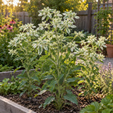 Snow on the Mountain Euphorbia Seeds growing in a home garden