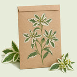 Kraft seed packet illustrated with Snow on the Mountain Euphorbia, with fresh Snow on the Mountain Euphorbia beside it