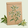 Kraft seed packet illustrated with Snow on the Mountain Euphorbia, with fresh Snow on the Mountain Euphorbia beside it