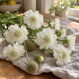 Snowmaiden Scabiosa Seeds harvest up close