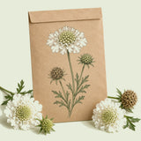 Kraft seed packet illustrated with Snowmaiden Scabiosa, with fresh Snowmaiden Scabiosa beside it