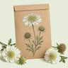 Kraft seed packet illustrated with Snowmaiden Scabiosa, with fresh Snowmaiden Scabiosa beside it