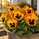 Solar Flare Pansy Seeds growing in a home garden
