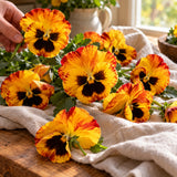 Solar Flare Pansy Seeds harvest up close