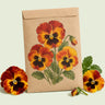 Kraft seed packet illustrated with Solar Flare Pansy, with fresh Solar Flare Pansy beside it