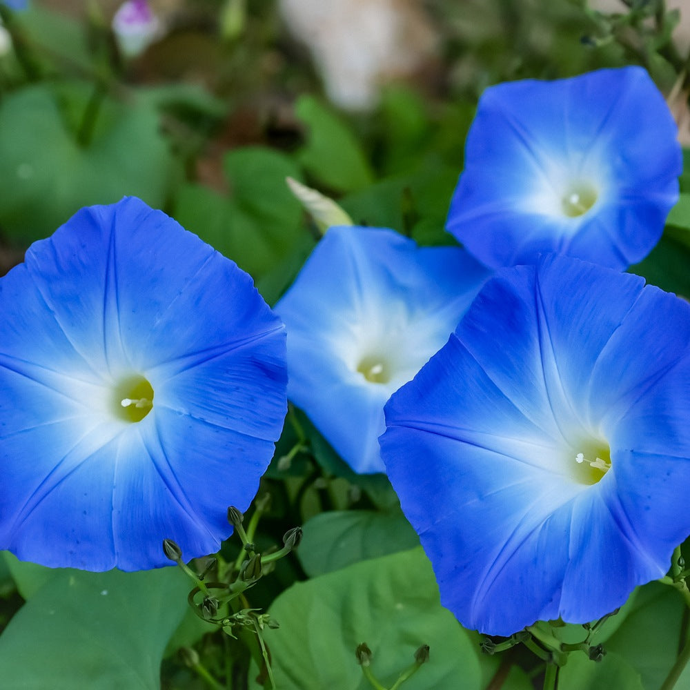 Old and New Morning Glory Mix seeds