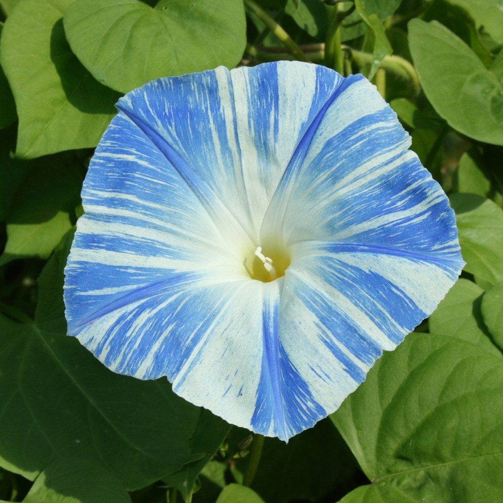 Old and New Morning Glory Mix seeds
