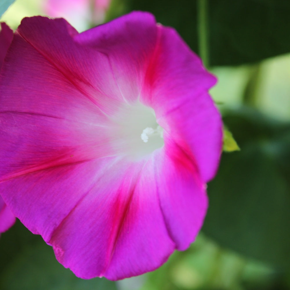 Old and New Morning Glory Mix seeds