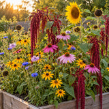Songbird Flower Mix Seeds growing in a home garden