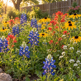 Southern Hills and Plains Wildflower Mix Seeds growing in a home garden
