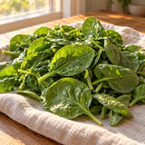 Space Spinach Seeds harvest up close