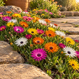 Sparkle Iceplant Blend Seeds growing in a home garden