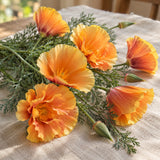 Sparky Apricot Poppy Seeds harvest up close