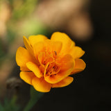 Sparky Apricot Poppy seed packet