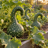 Speckled Swan Gourd Seeds growing in a home garden