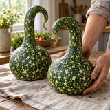 Speckled Swan Gourd Seeds harvest up close