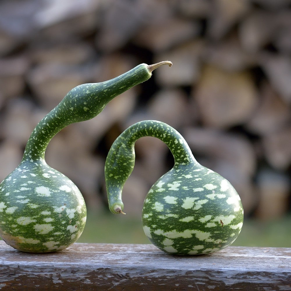 Product image of speckled swan gourd seeds
