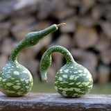 Product image of speckled swan gourd seeds