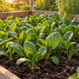 Spinach Baby Greens Seeds growing in a home garden