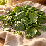 Spinach Baby Greens Seeds harvest up close