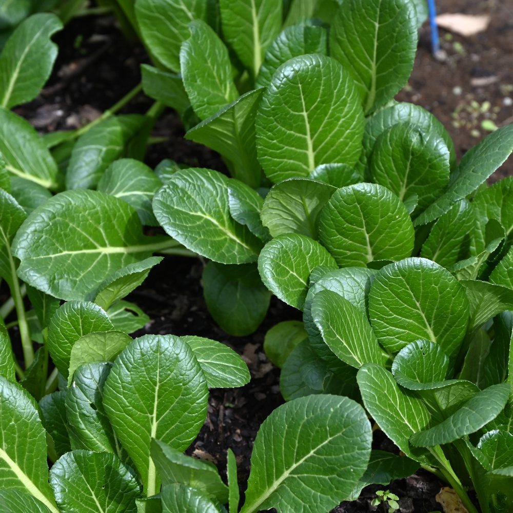 Tendergreen Komatsuna plants in the garden