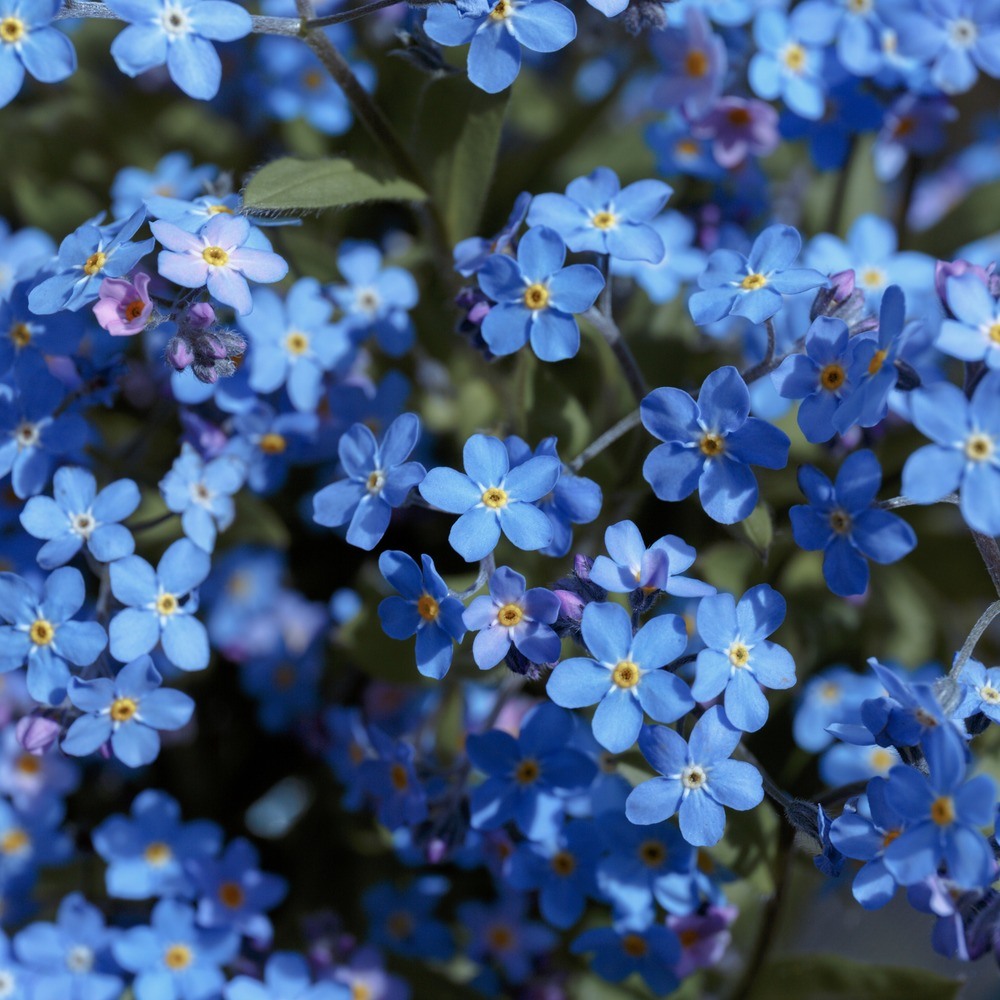 Spring and Summer Forget-Me-Not Mix seeds