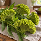 Spring Green Celosia Seeds harvest up close