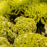 Spring Green Celosia seed packet